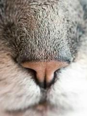 The Apothecaryapos;s