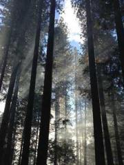 One Night Marriage P