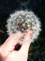 lt;lt;lt;lt;Yearning