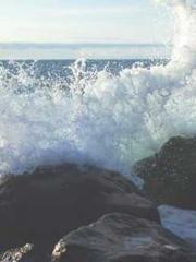 Reborn in the Apocal